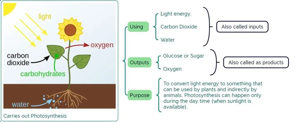 Food Producers - Photosynthesis