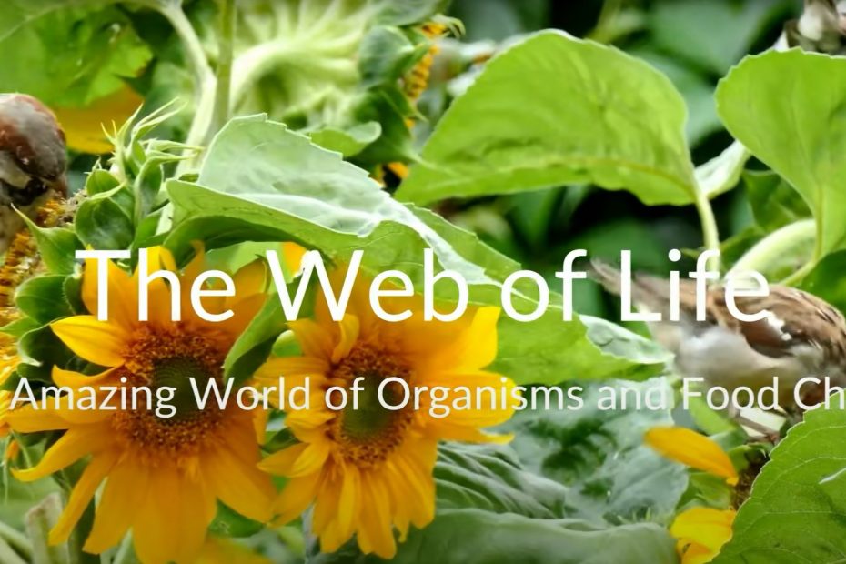 Web of Life - Unleashing the Marvels of Organisms and Food Chains